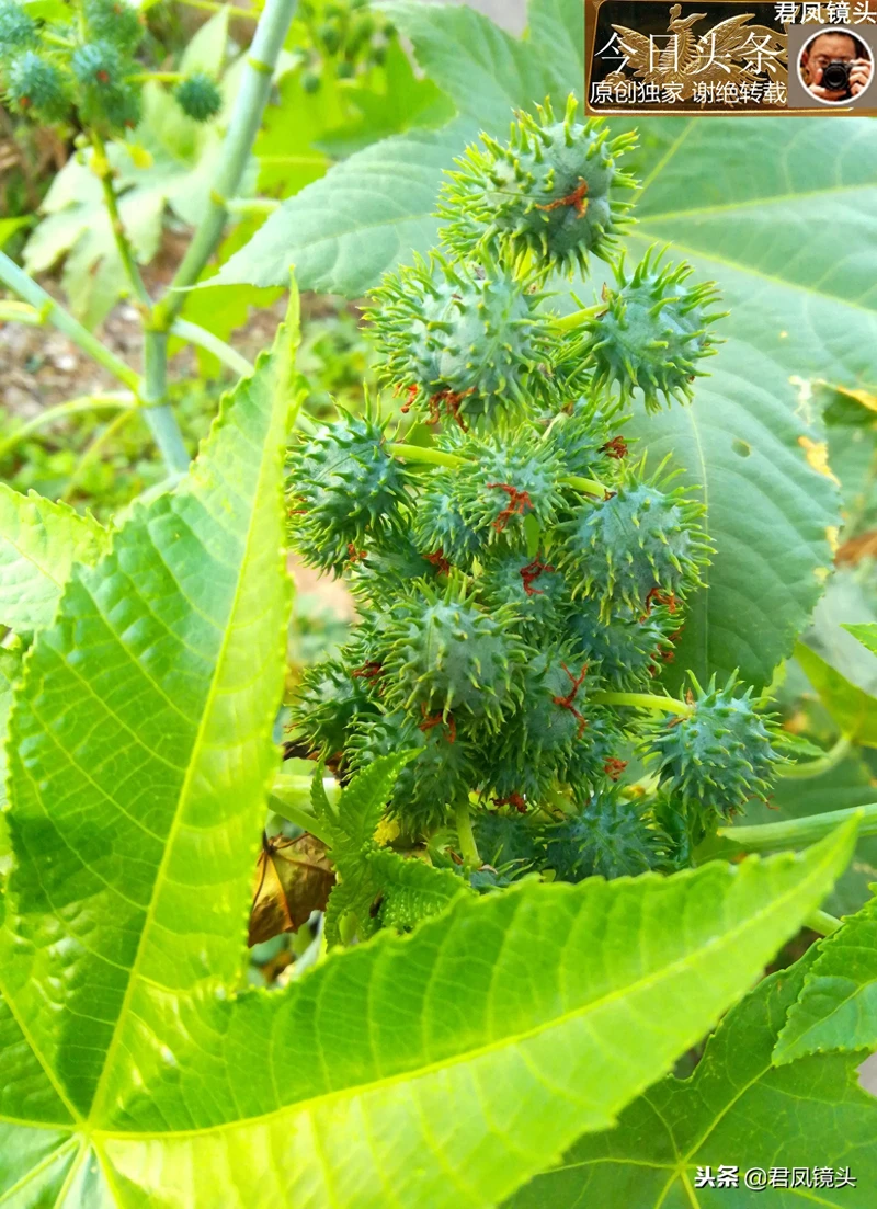 湖北宜昌:居民种植蓖麻,与城市高楼相映;蓖麻子治乳痈抗肿瘤