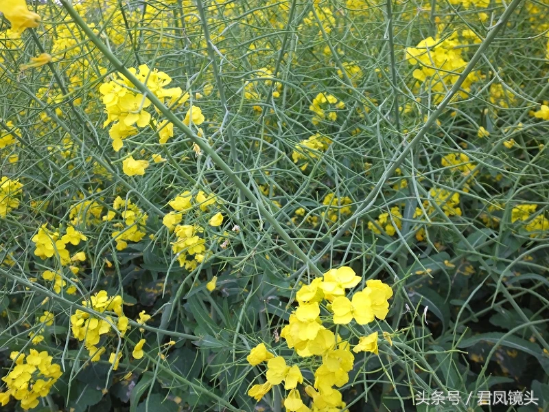 油菜子又名芸苔子 榨油食用还可入药