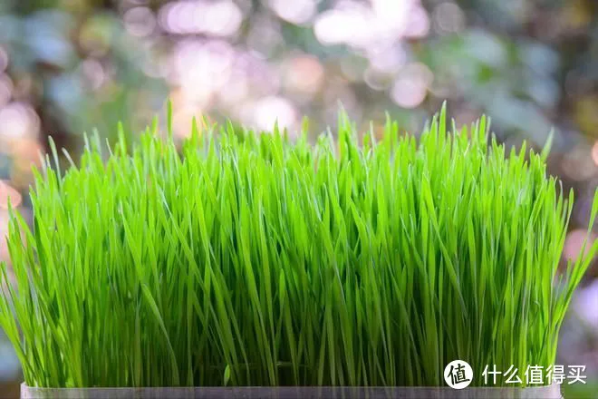 “春吃芽,鲜掉牙”,鲜香又嫩,既顺应时节,又鼓励生发之气,倍益健康