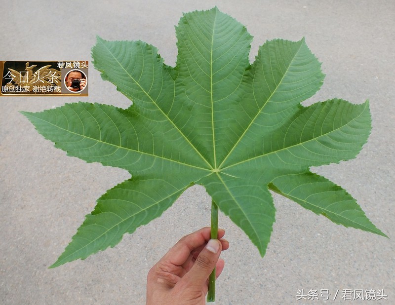 湖北宜昌:乡村,蓖麻开红花;蓖麻根入药可治风湿关节痛、癫痫
