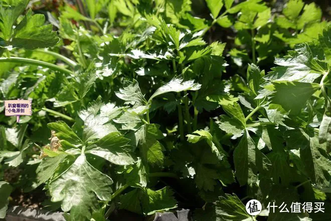 “春吃芽,鲜掉牙”,鲜香又嫩,既顺应时节,又鼓励生发之气,倍益健康