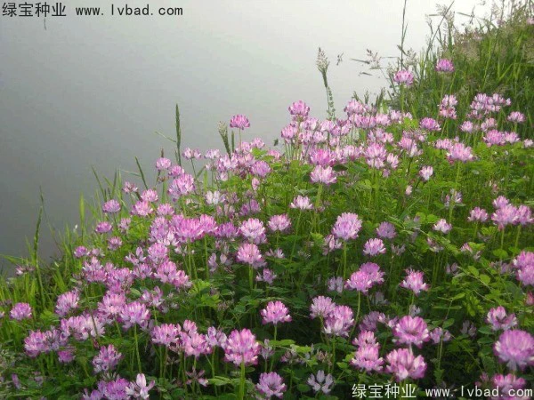 红花草种子