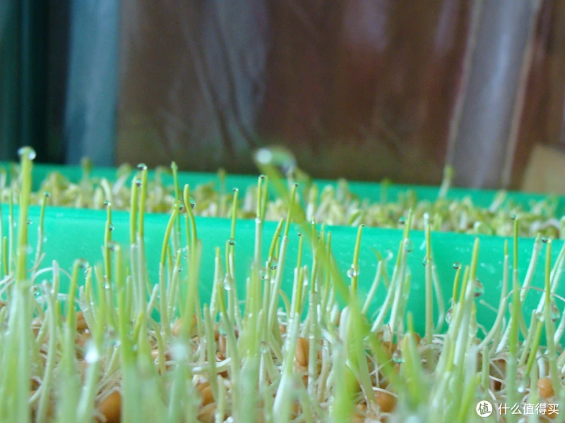 给水就能活,自给自足的健康,10年家庭水培芽苗菜经验攻略