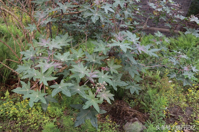 红蓖麻:有剧毒,治风湿痛、癫痫、破伤风、脱肛等顽疾