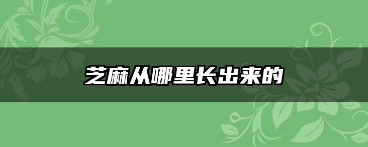 芝麻从哪里长出来的