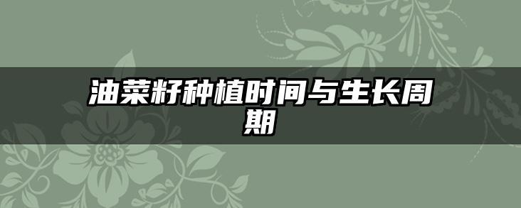 油菜籽种植时间与生长周期
