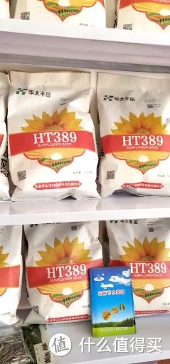 油葵种植向日葵花海项目用食葵和油葵品种