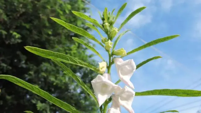 为什么是“芝麻开门”，而不是大米或小麦？
