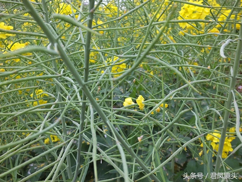 油菜子又名芸苔子 榨油食用还可入药