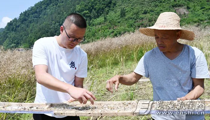 5月23日，咸丰县清坪镇中寨坝村的高标准农田里，吴波（左）为村民讲解机收减损技术。（全媒体记者 曾月 摄）