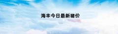 海丰今日最新猪价