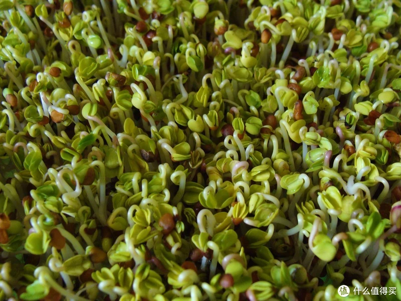 给水就能活,自给自足的健康,10年家庭水培芽苗菜经验攻略