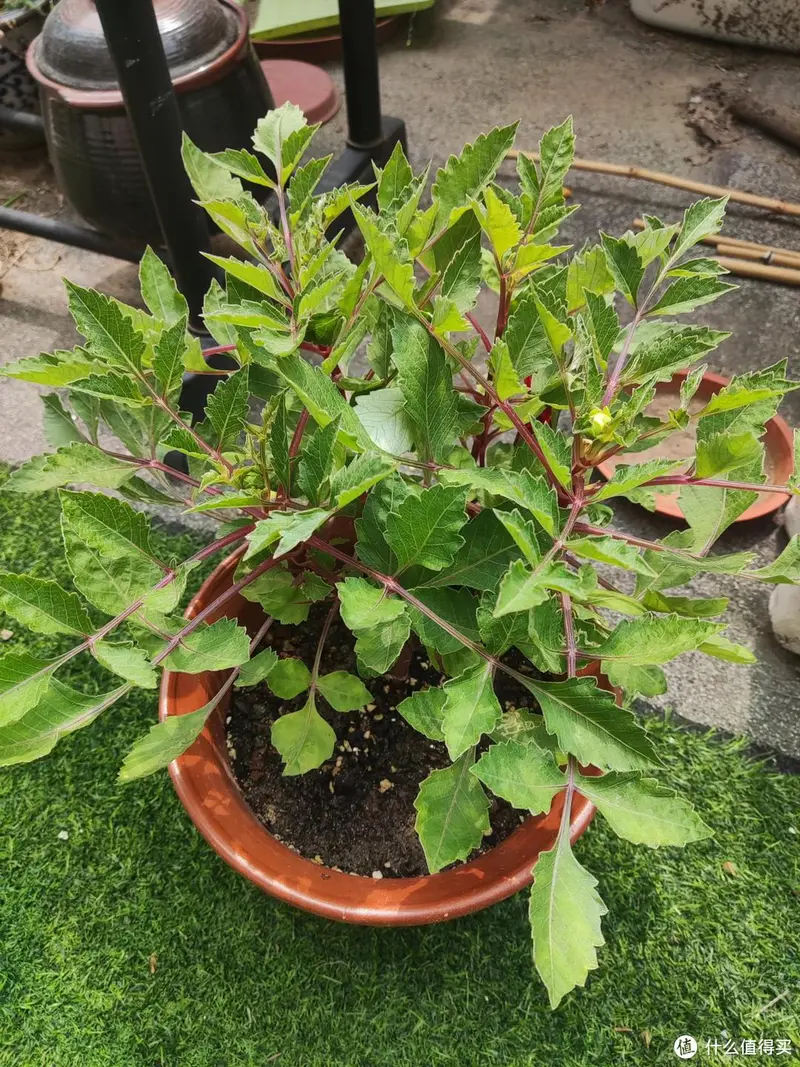 露台种花种菜的经验总结