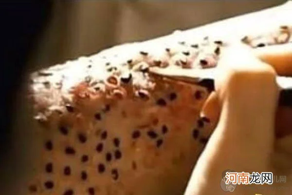 芝麻女孩和玉米男孩,有人身上真的发生过类似的恐怖情况,这么人还能活吗?