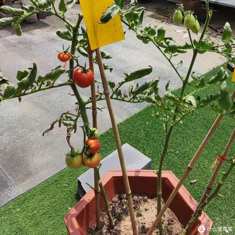 露台种花种菜的经验总结