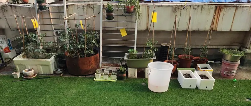 露台种花种菜的经验总结