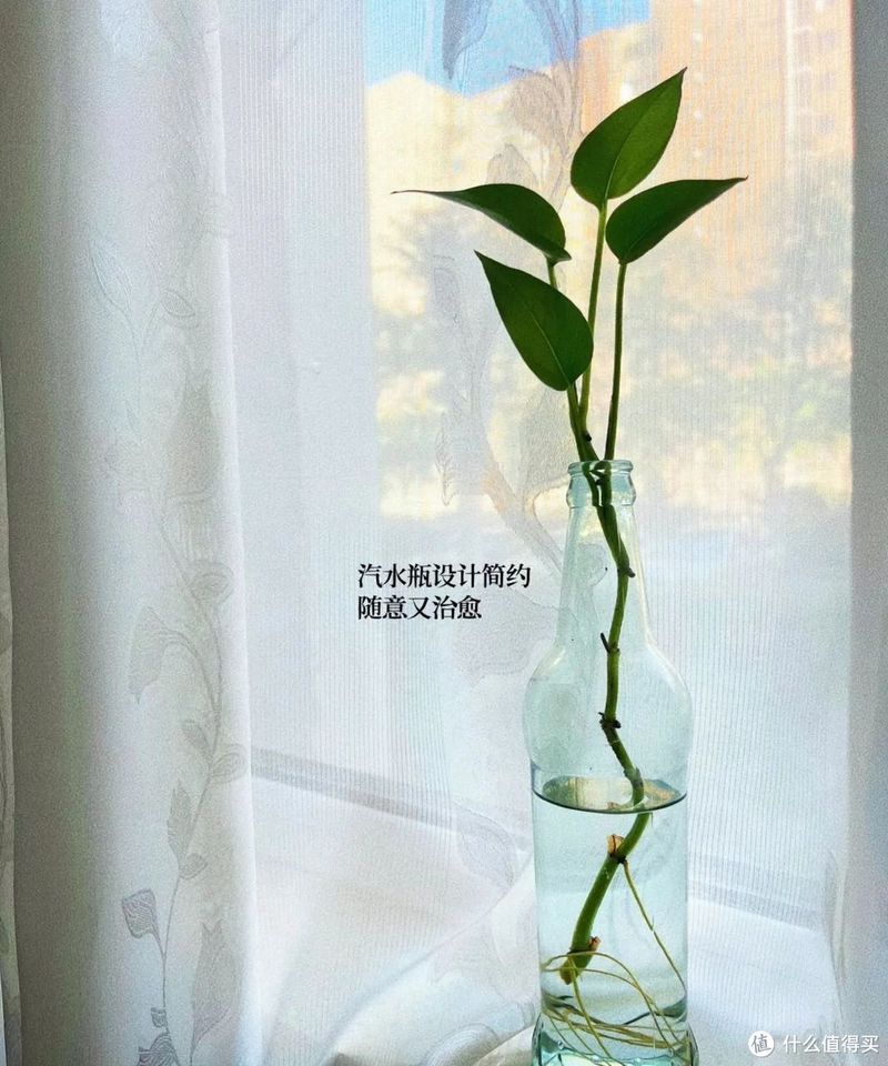 天津一姐姐的“极简养花”火了,被百万网友围观,太治愈了!