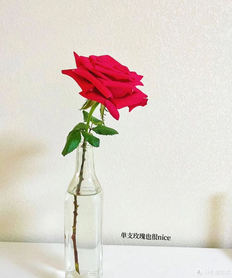 天津一姐姐的“极简养花”火了,被百万网友围观,太治愈了!