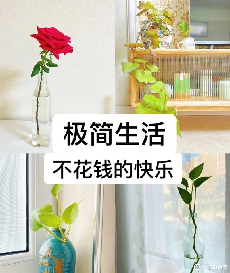 天津一姐姐的“极简养花”火了,被百万网友围观,太治愈了!