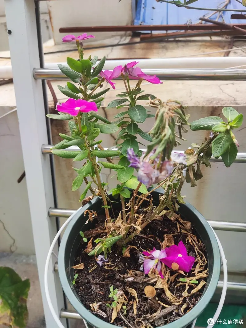 露台种花种菜的经验总结