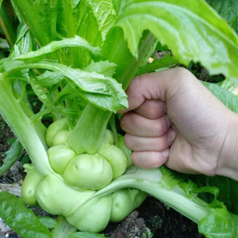 吃了那么多年青菜，你了解多少？青菜大集合，买菜不烦恼