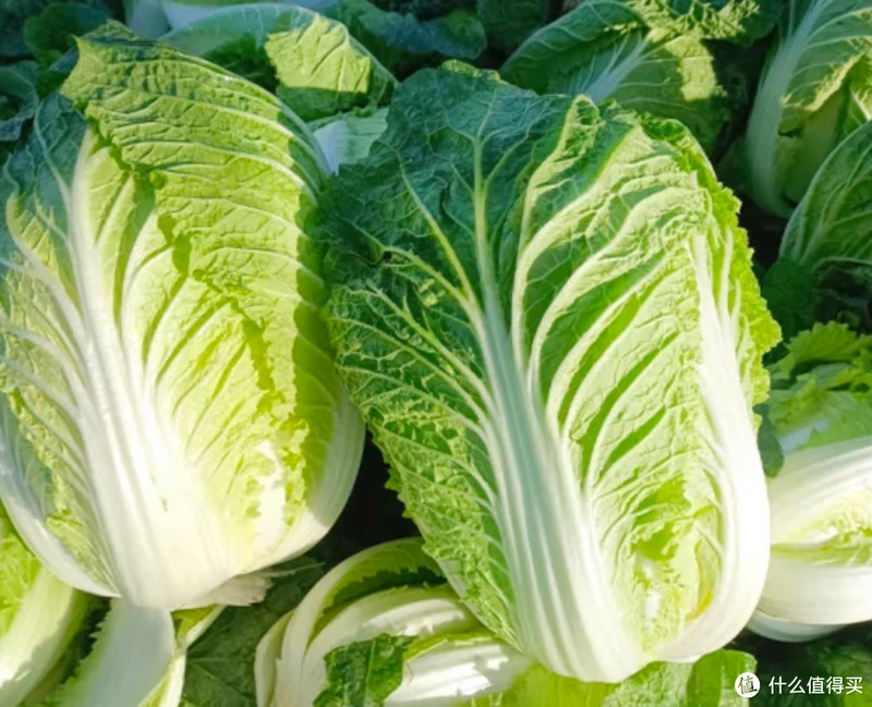 吃了那么多年青菜，你了解多少？青菜大集合，买菜不烦恼
