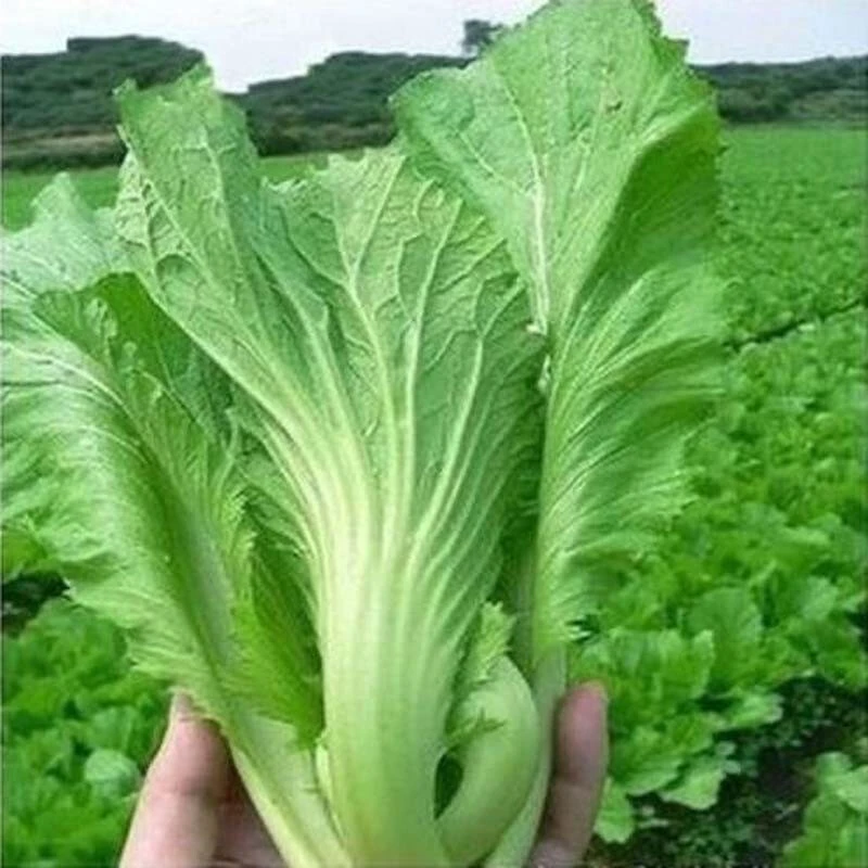 吃了那么多年青菜，你了解多少？青菜大集合，买菜不烦恼