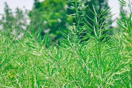 2022年新油菜籽多少钱一斤-摄图网