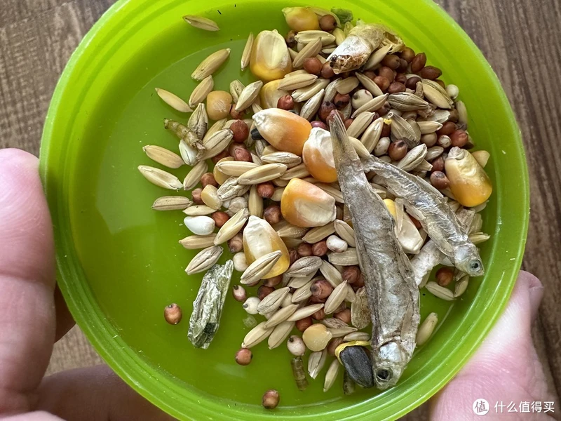 这个仓鼠粮里面到底是了加了什么？？我家仓鼠每次吃饭都要抢着打架😅（上）