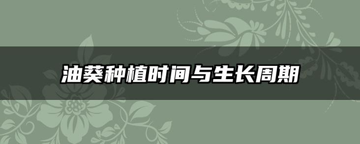 油葵种植时间与生长周期