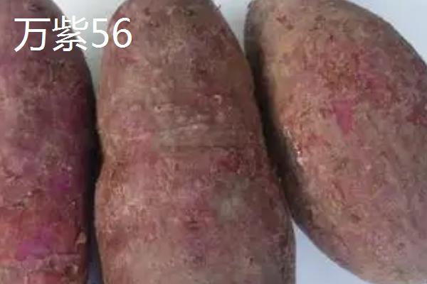 紫薯有哪些品种，以下10种产量高抗病能力强