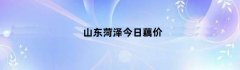 山东菏泽今日藕价