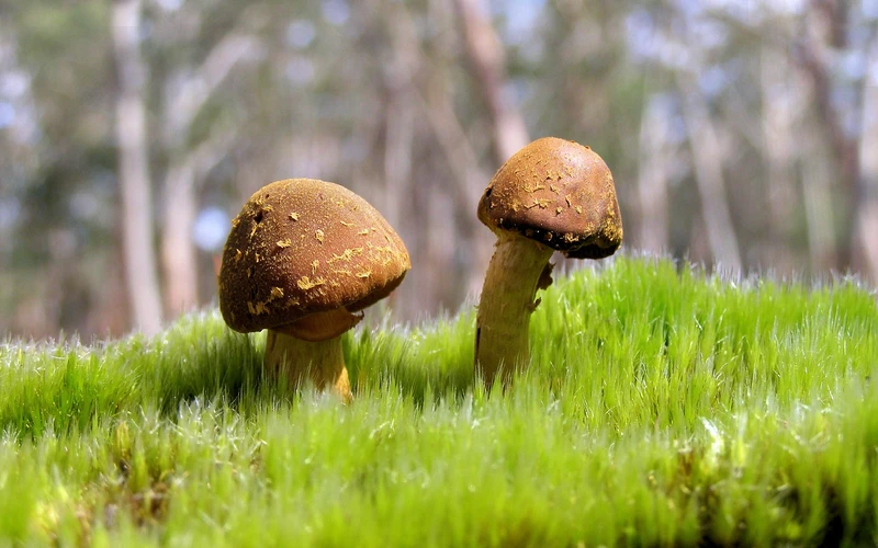 开心超人联盟之星际联盟（开心超人联盟之星际联盟 动漫）