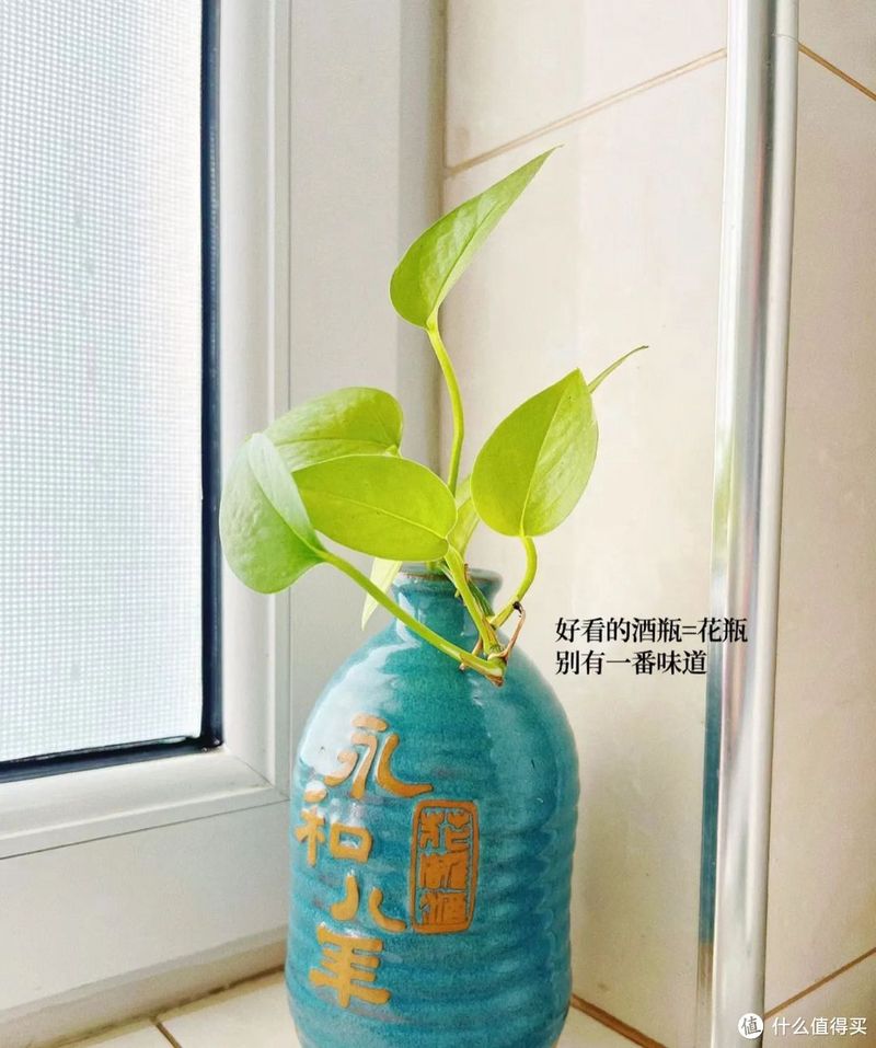 天津一姐姐的“极简养花”火了,被百万网友围观,太治愈了!