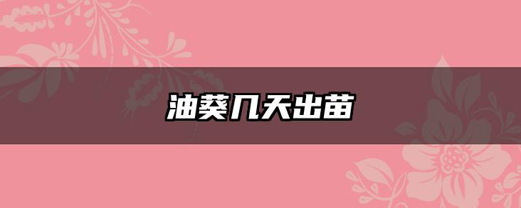 油葵几天出苗