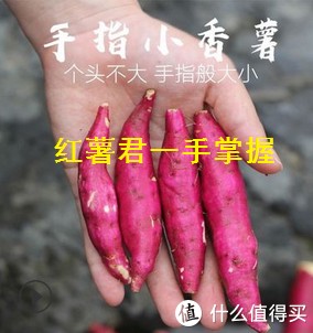 居然被1688上的红薯给种草了，怎么破？