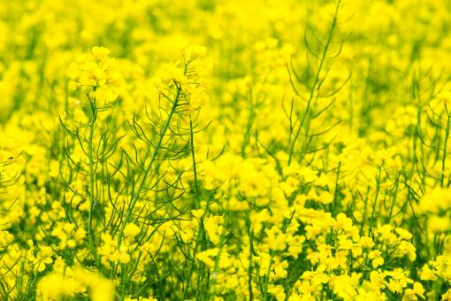 今年油菜籽收购价格多少钱一斤-摄图网