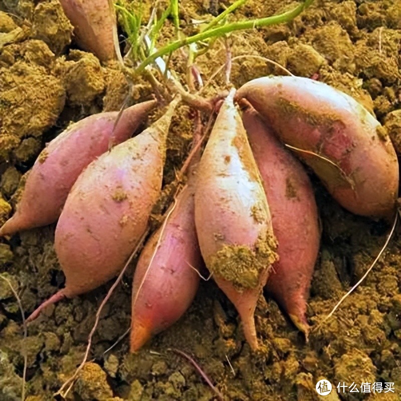 全国,最好吃的“红薯”在哪?网评这10种名气最大,你吃过哪几种