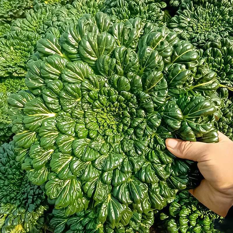 吃了那么多年青菜，你了解多少？青菜大集合，买菜不烦恼