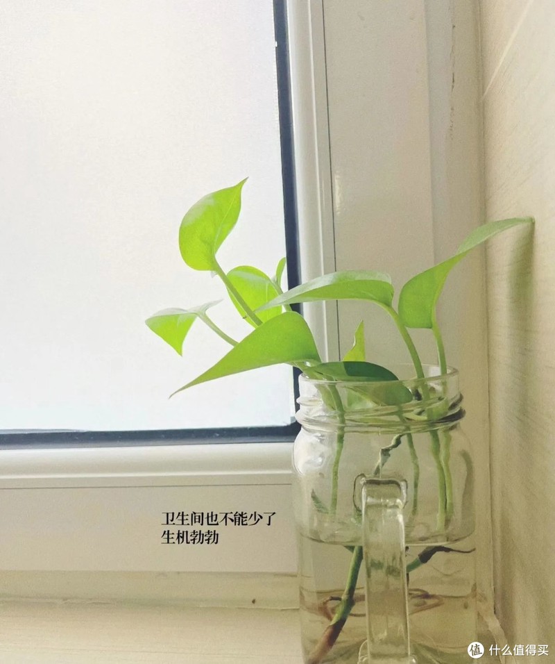天津一姐姐的“极简养花”火了,被百万网友围观,太治愈了!