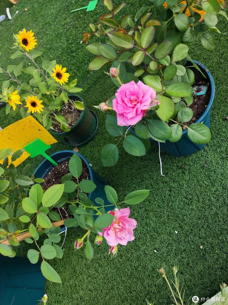 露台种花种菜的经验总结