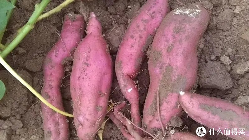 全国,最好吃的“红薯”在哪?网评这10种名气最大,你吃过哪几种
