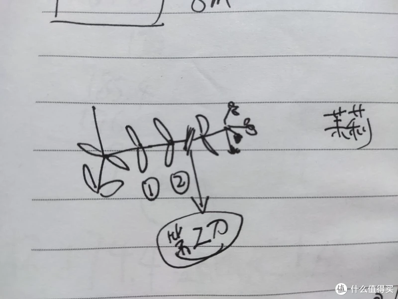 露台种花种菜的经验总结