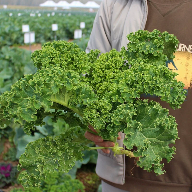 吃了那么多年青菜，你了解多少？青菜大集合，买菜不烦恼
