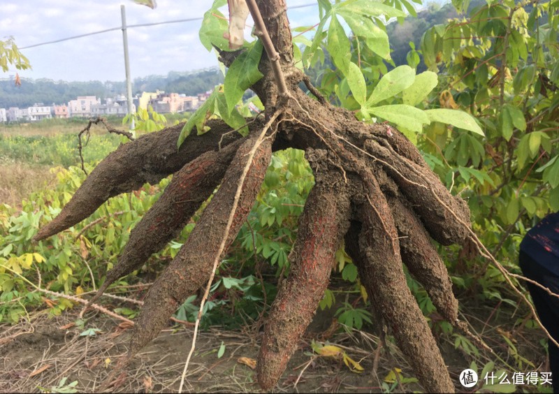 常被误认为是“红薯”,殊不知它"救命又致命",含有剧毒,请悉知