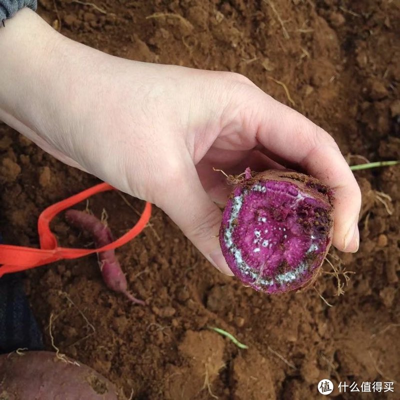 看见了吧，出粘粘汁液正常不是毒