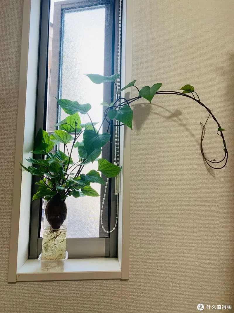 江苏一姑娘“水培红薯”走红,0成本养成盆景,网友:好美