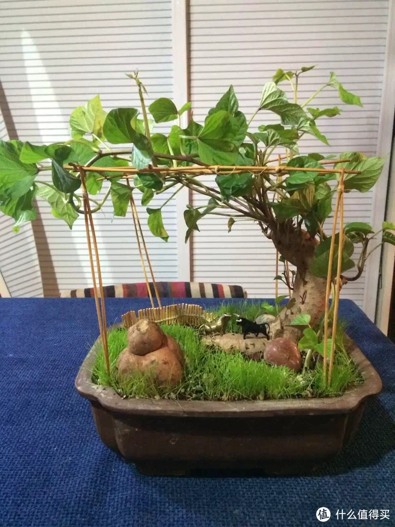 江苏一姑娘“水培红薯”走红,0成本养成盆景,网友:好美