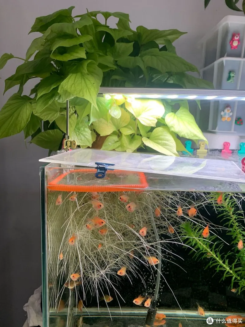 江苏一姑娘“水培红薯”走红,0成本养成盆景,网友:好美