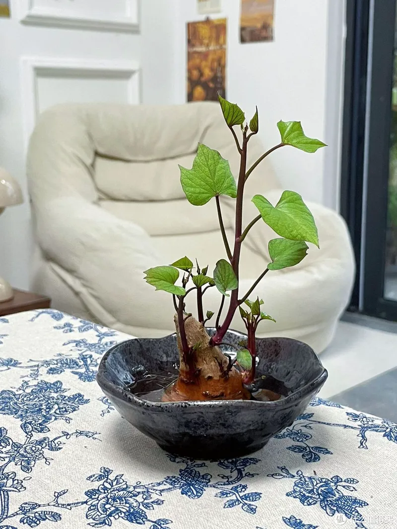 江苏一姑娘“水培红薯”走红,0成本养成盆景,网友:好美